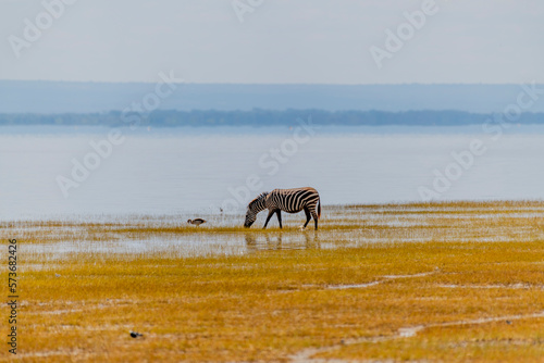 Fototapeta Naklejka Na Ścianę i Meble -  Wild zebras in the African savannah