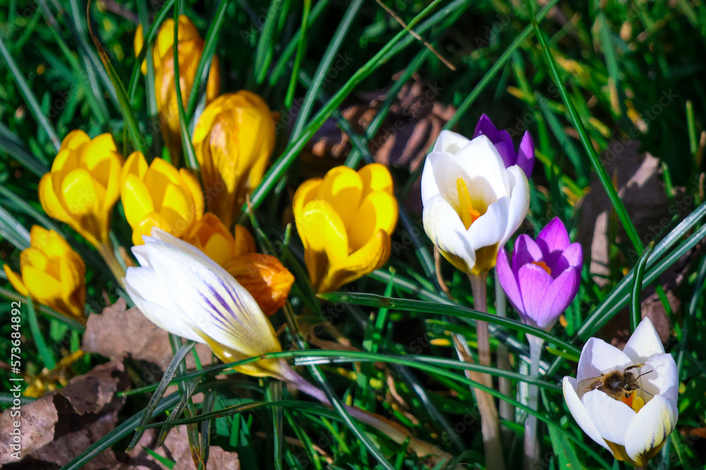 Obraz premium spring crocus flowers