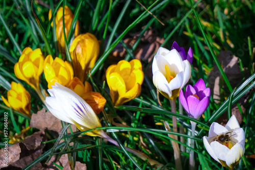 spring crocus flowers