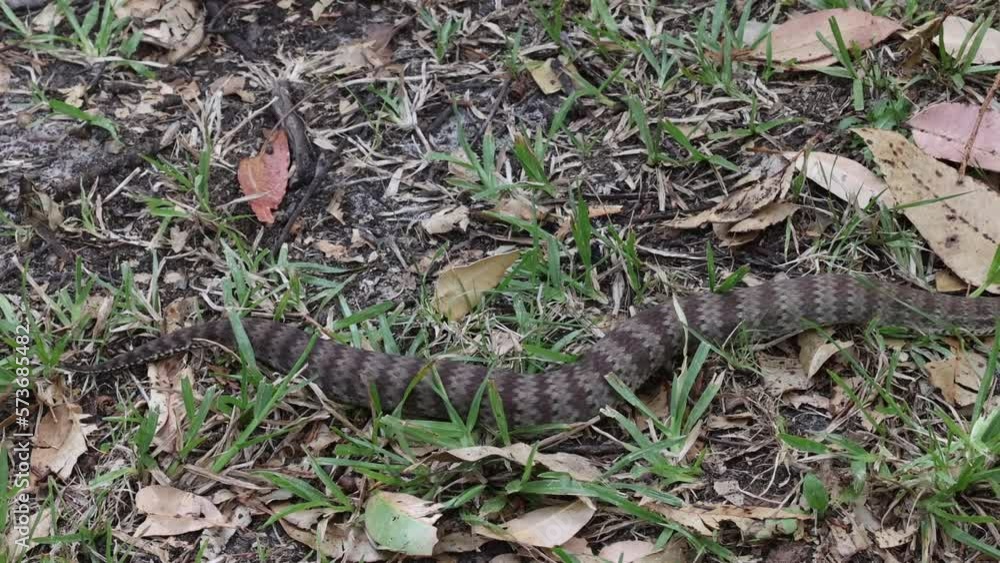 Highly venomous Australian Common Death Adder Highly venomous Australian Common Death Adder