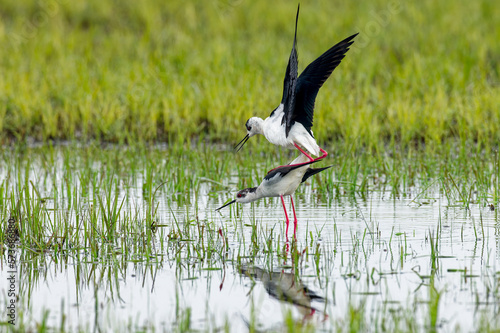 Mating  Black-winged stilt photo