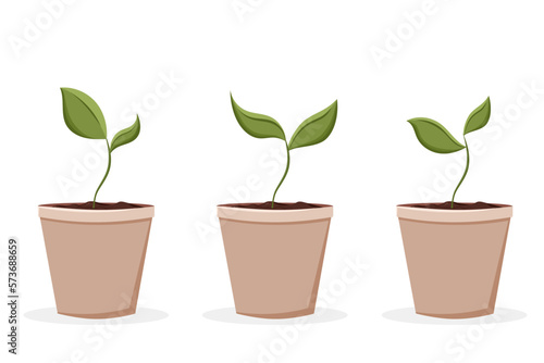 Sprouts. Home plant in the minimalistic pot. Home decor and gardening concept. Cute isolated vector illustration for product design and decoration