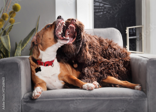 Photography Two dogs mouthing or jaw sparring on chair