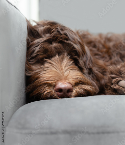 Cute puppy lying on sofa while looking at camera. Very relaxed fluffy brown puppy dog headshot. Napping or taking a break from playing. 5 months old female chocolate labradoodle dog. Selective focus.