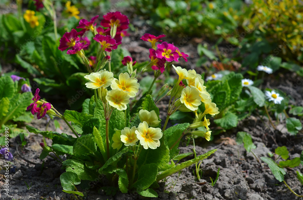 Yellow and red primroses blooming on the flower bad in the spring garden. Landscaping, growing flowers concept