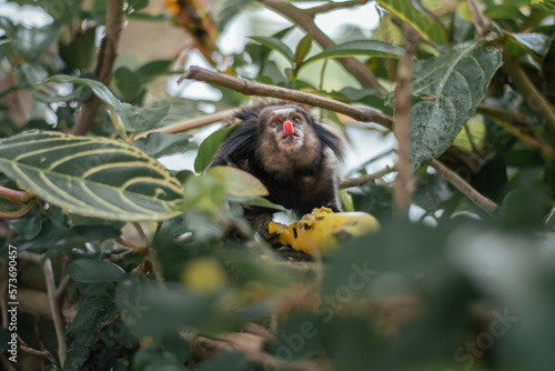 Schilderij op canvas marmoset monkey, monkey eating a banana, banana, tongue, macaco mostrando a língua