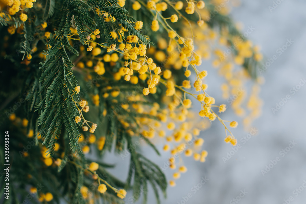 Obraz premium Beautiful yellow mimosa flowers in a vase on a grey background.