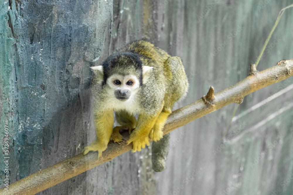 Obraz premium squirrel monkey on branch