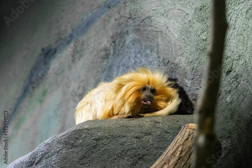 Photography golden Pygmy marmoset Primate monkey at the zoo