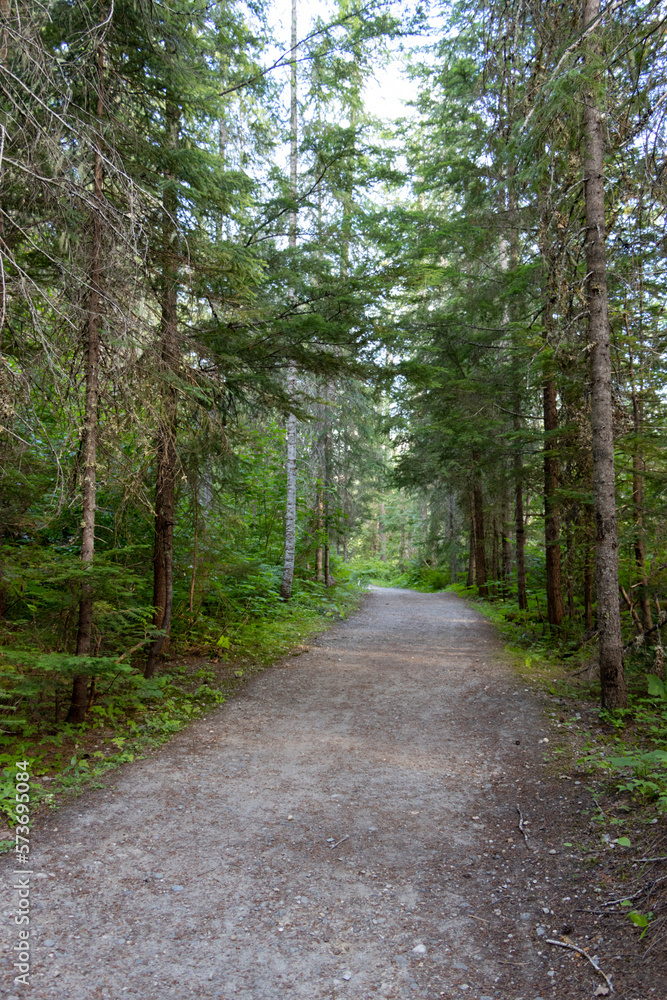 path in the forest path in the forest