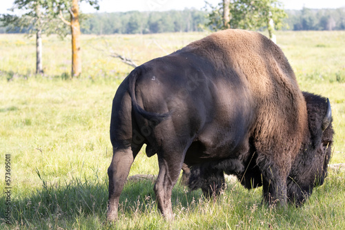 bison from back with green field background