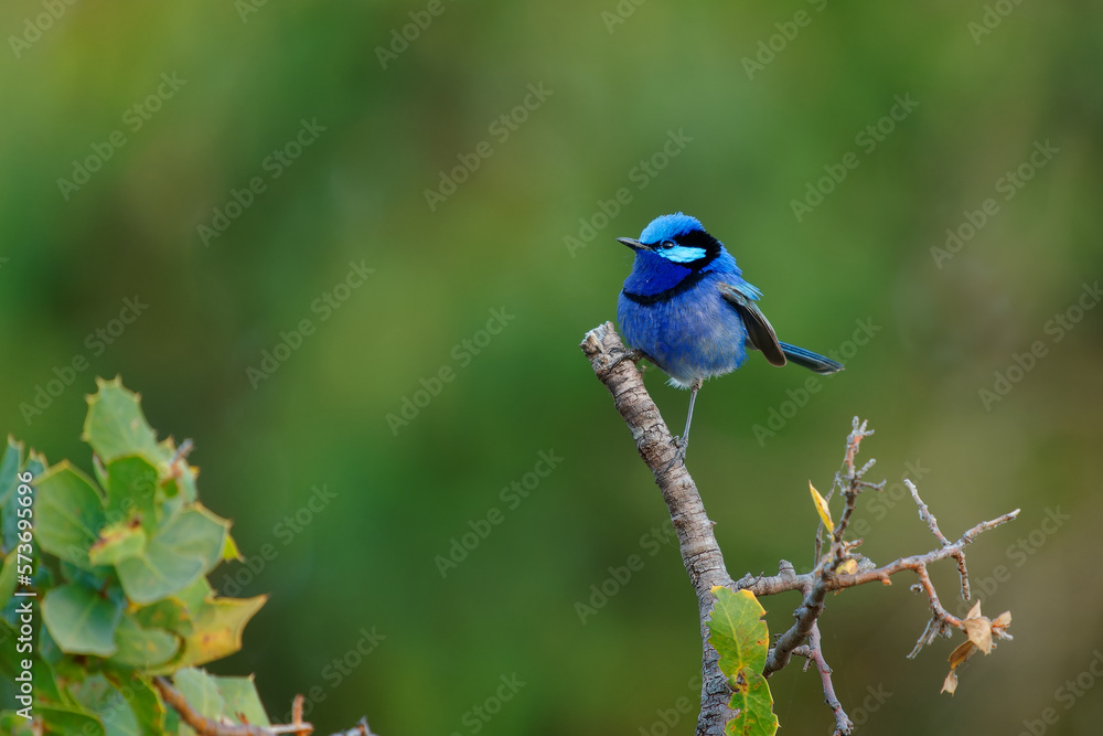 Obraz premium Splendid Fairywren - Malurus splendens passerine bird in Maluridae, blue wren found in Australia in arid and semi-arid regions, sexual dimorphism, male is small long-tailed bird of bright blue.