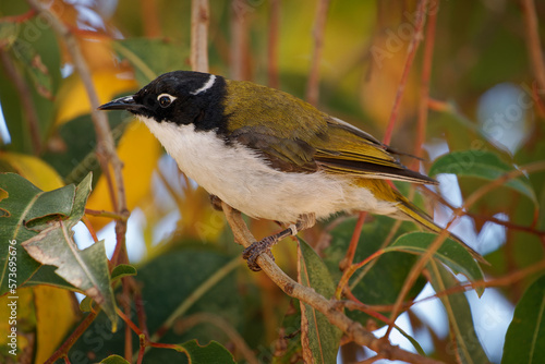 Gilbert's or Swan River or Western White-naped honeyeater - Melithreptus chloropsis, bird native to southwestern Australia, olive-green above and white below, black head, nape and throat photo