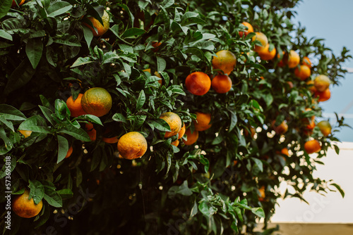 Ripe oranges on a tree in a garden.