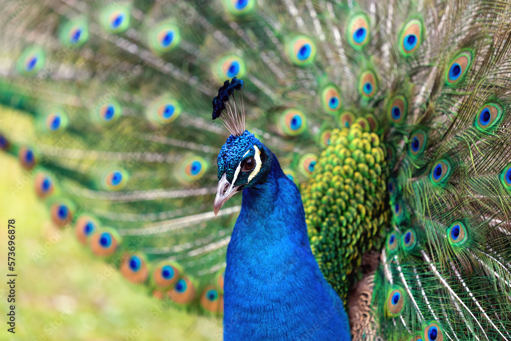 Obraz premium Portrait of a male peacock