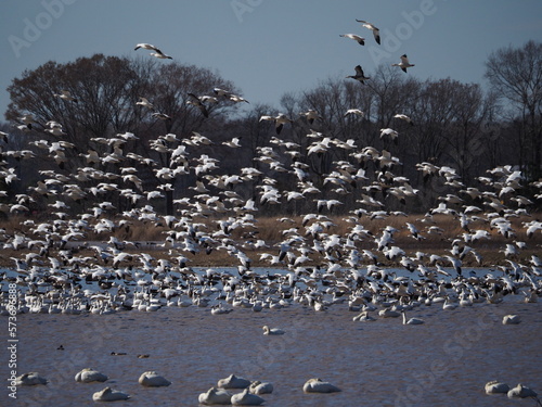 snow geese flying over tundra swans
