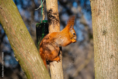 Red squirrel on a tree close-up on a sunny day © Vlad Kazhan