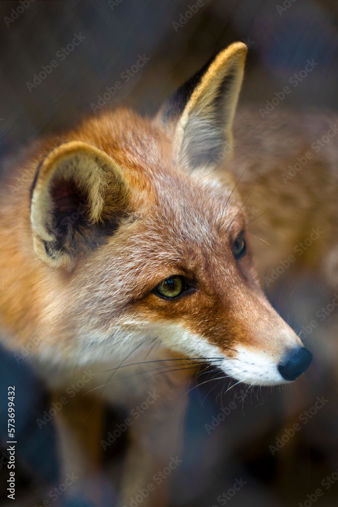Red Fox - Vulpes vulpes, sitting up at attention, direct eye contact, a little snow in its face, tree bokeh in background. High quality photo Red Fox - Vulpes vulpes, sitting up at attention, direct eye contact, a little snow in its face, tree bokeh in background. High quality photo