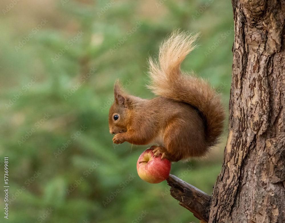 scottish red squirrel eating an apple scottish red squirrel eating an apple