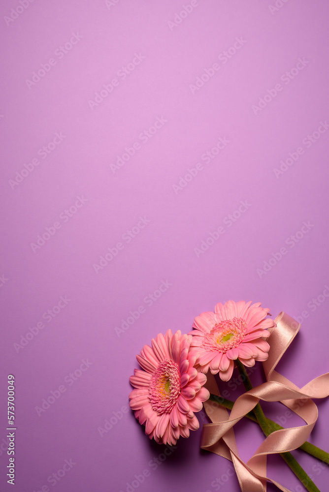 Gerbera flower on color background. Gerbera L. is a genus of plants in the Asteraceae (Compositae) family.