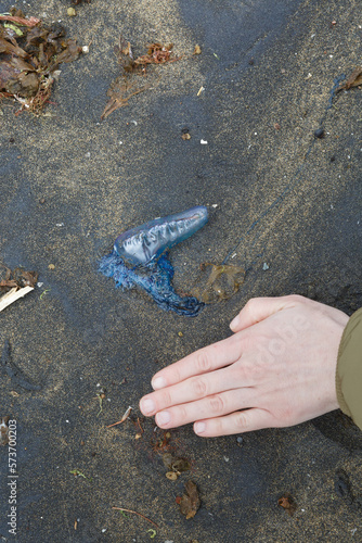  Close up of purple-blue jellyfish with a female hand next to it to compare the size,  on the beach, view from the top.Physalia physalis,Portuguese man o' war