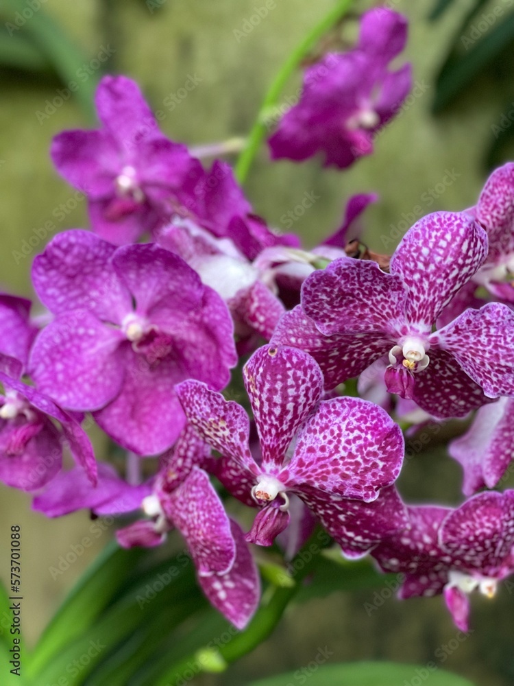 Purple Orchid Purple Orchid