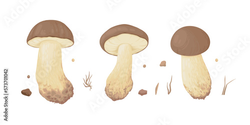 Collection of different realistic edible mushrooms in colorful style. Set of various engraved seasonal fungi vector graphic illustration. Types of vegetarian organic food for your design