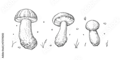 Collection of different realistic edible mushrooms in monochrome style. Set of various engraved seasonal fungi vector graphic illustration. Types of vegetarian organic food for your design