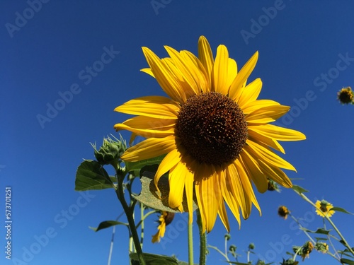 bright rays of the sun shine through the sunflower against the blue summer sky