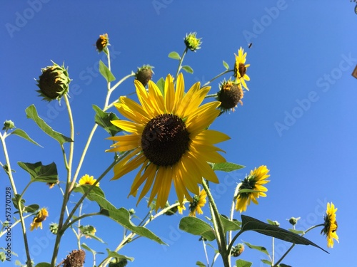 bright rays of the sun shine through the sunflower against the blue summer sky