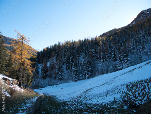 Snow on tall pines in autumn. Ayas valley, Italy. © Donka Vasileva