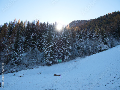 Snow on tall pines in autumn. Ayas valley, Italy.