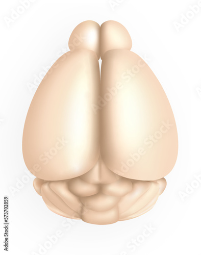 Mouse brain