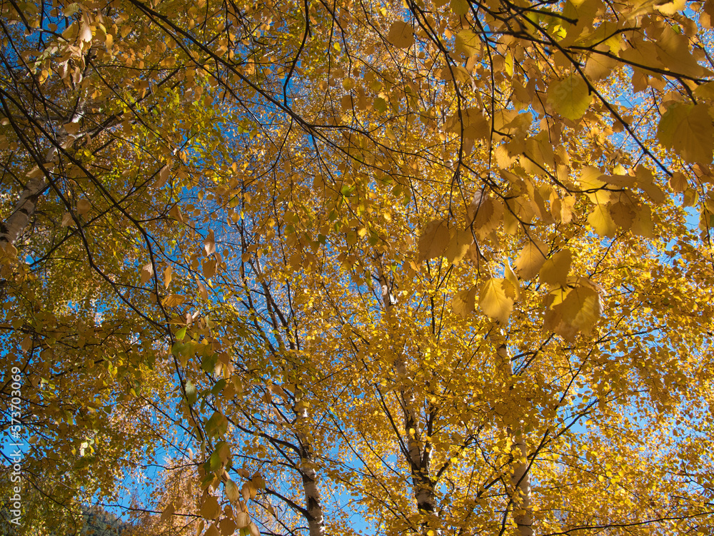 Around Brusson lake in autumn. Ayas valley, Italy. Around Brusson lake in autumn. Ayas valley, Italy.