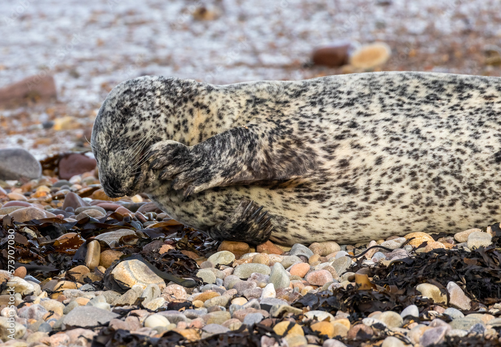 seals on pebble beach on Scottish coast enjoying the sunshine