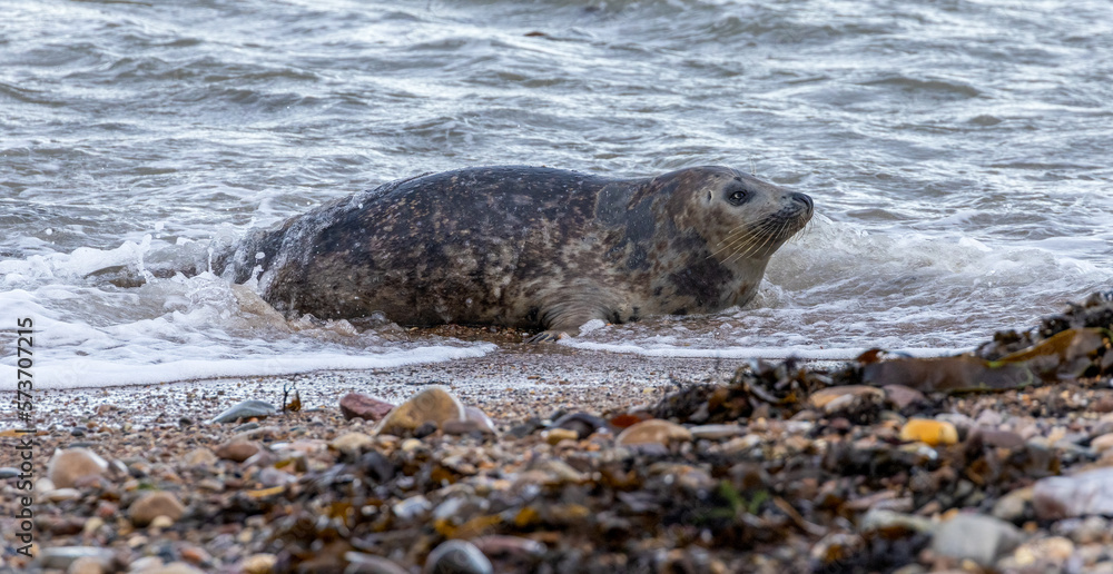 Fototapeta premium seals on pebble beach on Scottish coast enjoying the sunshine