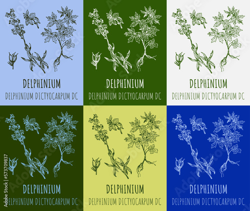 Set of vector drawings Delphinium in different colors. Hand drawn illustration. Latin name Delphinium dictyocarpum.