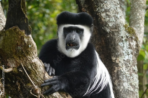 Kenya - Colobus Monkey photo