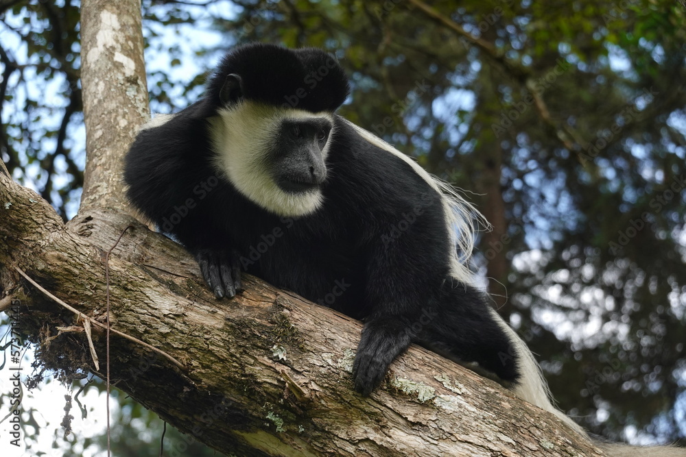 Obraz premium Kenya - Colobus Monkey