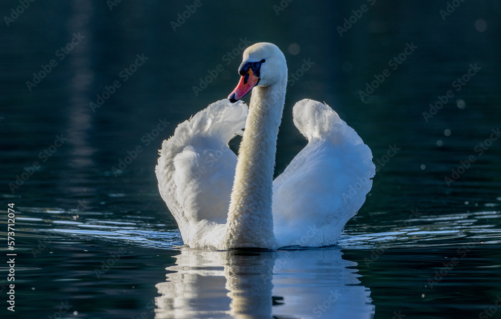 Obraz premium swan on the water