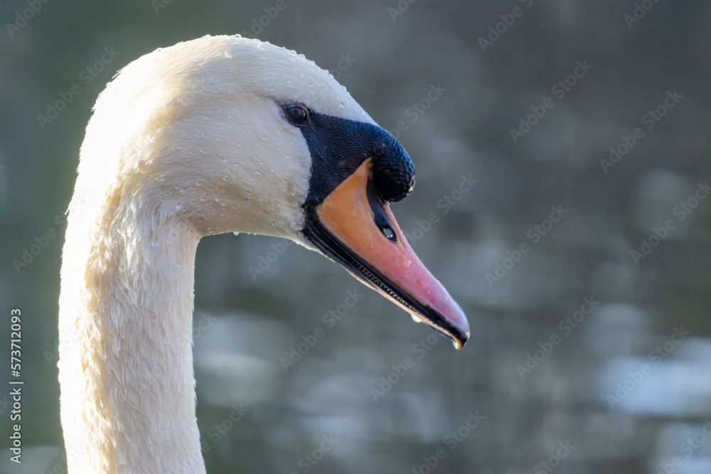 Obraz premium mute swan portrait