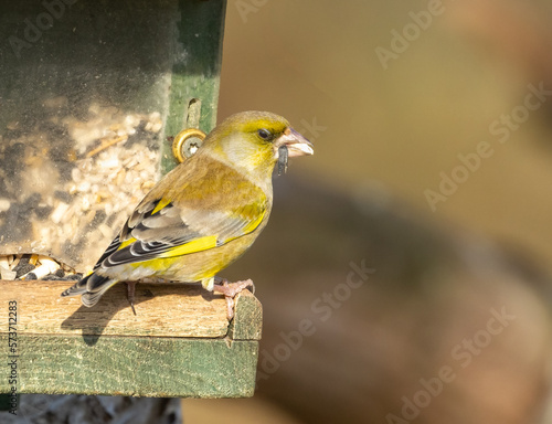 Greenfinch on feeder