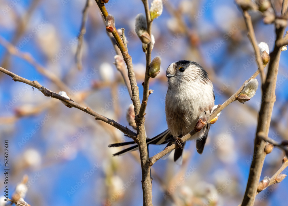 long tailed tit on a branch long tailed tit on a branch