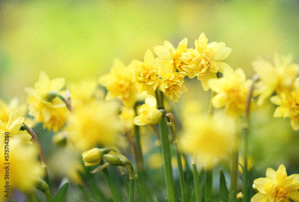 Spring blossoming light yellow and white daffodils in garden, springtime blooming narcissus (jonquil) flowers, selective focus, shallow DOF, toned Spring blossoming light yellow and white daffodils in garden, springtime blooming narcissus (jonquil) flowers, selective focus, shallow DOF, toned