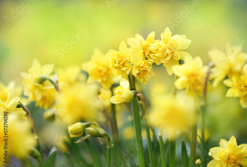 Spring blossoming light yellow and white daffodils in garden, springtime blooming narcissus (jonquil) flowers, selective focus, shallow DOF, toned