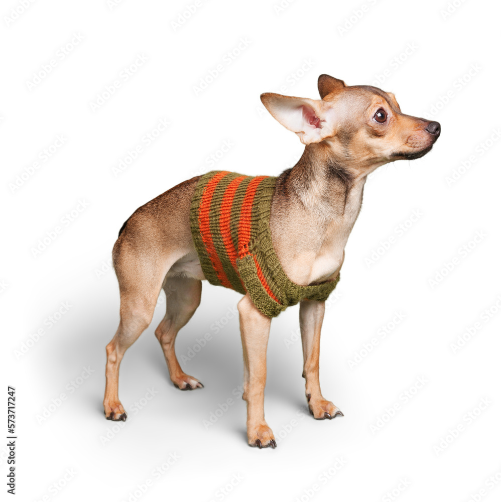 Chihuahua Wearing a Sweater