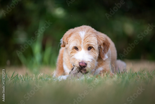 dog lying on the grass chewing a piece of wood