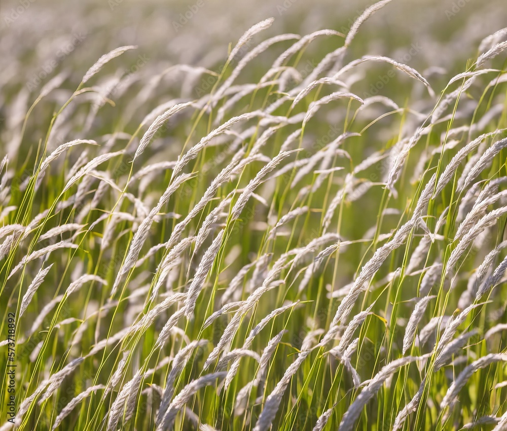 Fototapeta premium beautiful view of nature scene