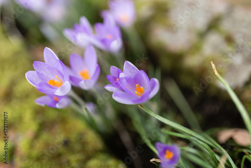 Close-up of a wild purple crocus flowers