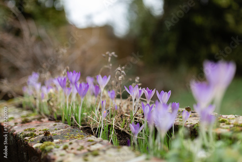 close-up of a wild violet crocus flowers in spring time © fizhimchik